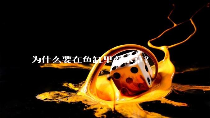 为什么要在鱼缸里养水草？