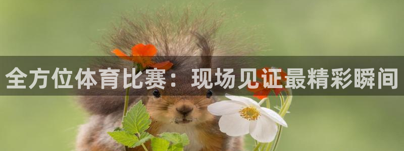 全方位体育比赛：现场见证最精彩瞬间