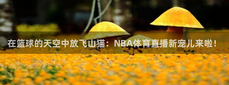 在篮球的天空中放飞山猫：NBA体育直播新宠儿来啦！
