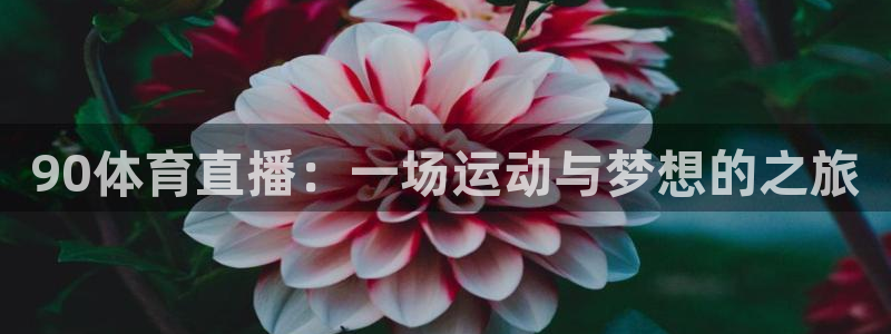 90体育直播：一场运动与梦想的之旅