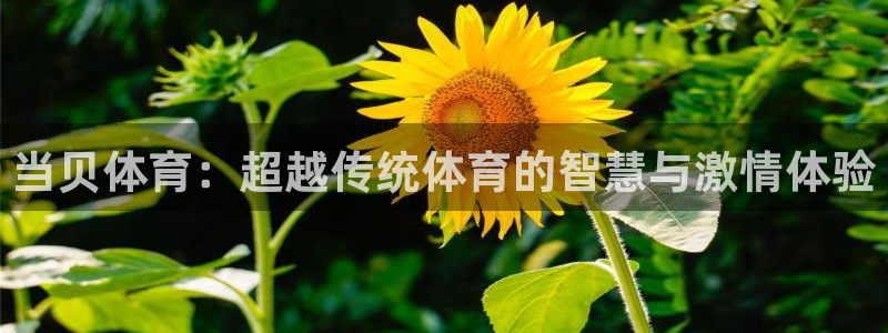 当贝体育：超越传统体育的智慧与激情体验